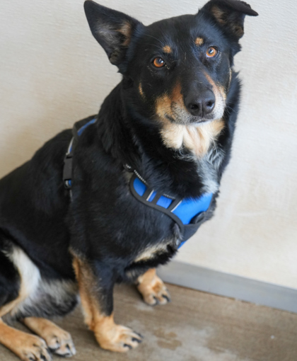 Max (Bonded to Luna)