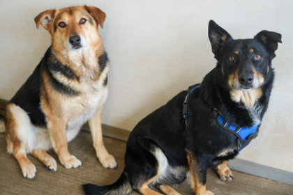 Max (Bonded to Luna)