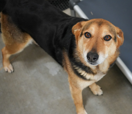 Luna (Bonded to Max)