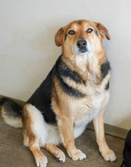 Luna (Bonded to Max)