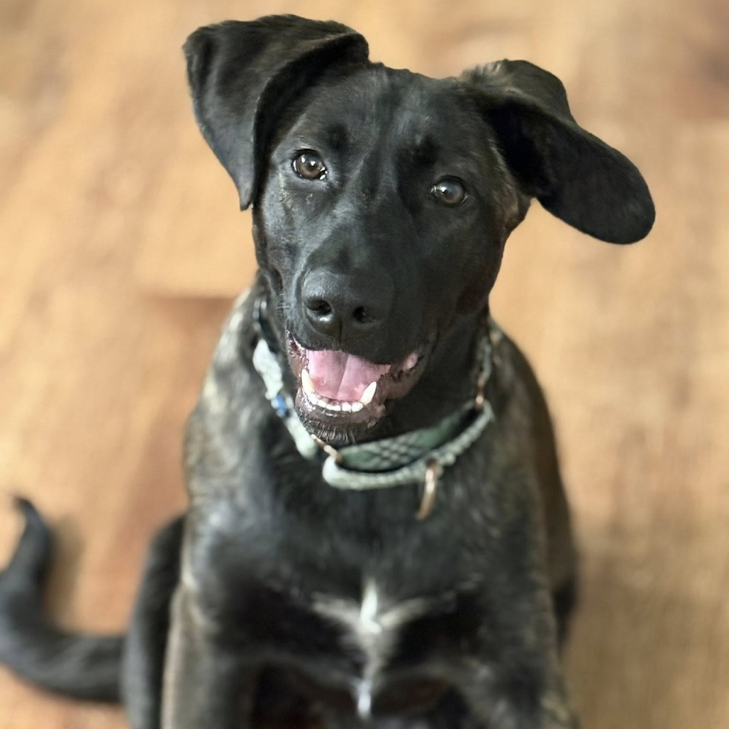 Coco Bean