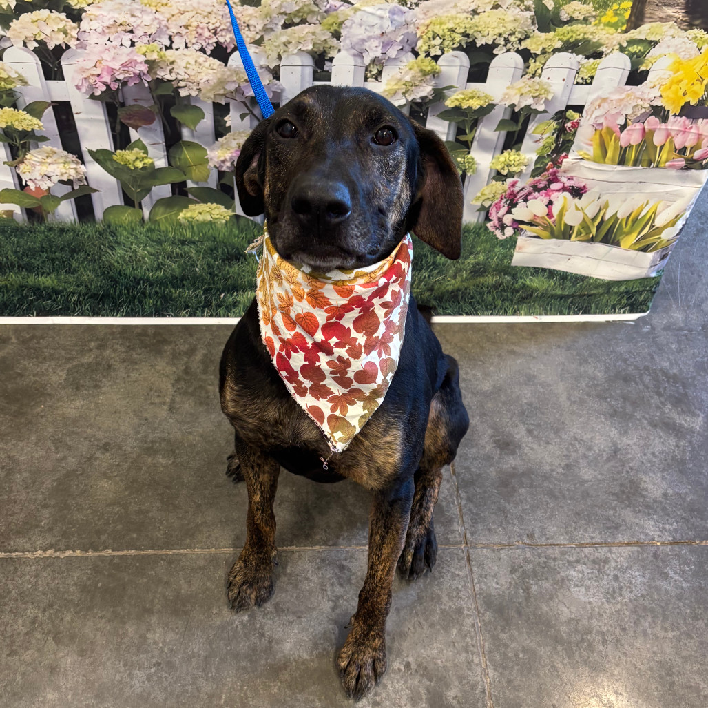 Fido, an adoptable Coonhound, Labrador Retriever in Show Low, AZ, 85901 | Photo Image 1