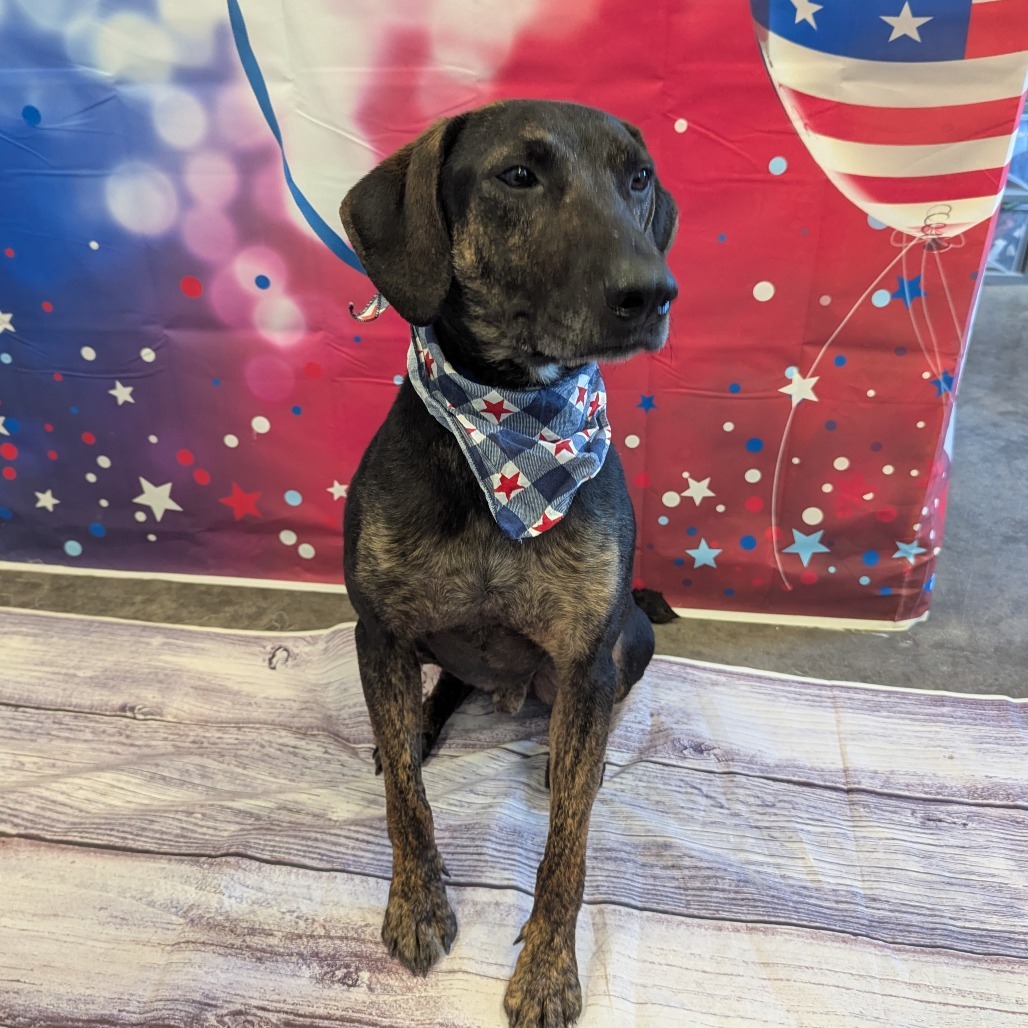 Fido, an adoptable Coonhound, Labrador Retriever in Show Low, AZ, 85901 | Photo Image 1