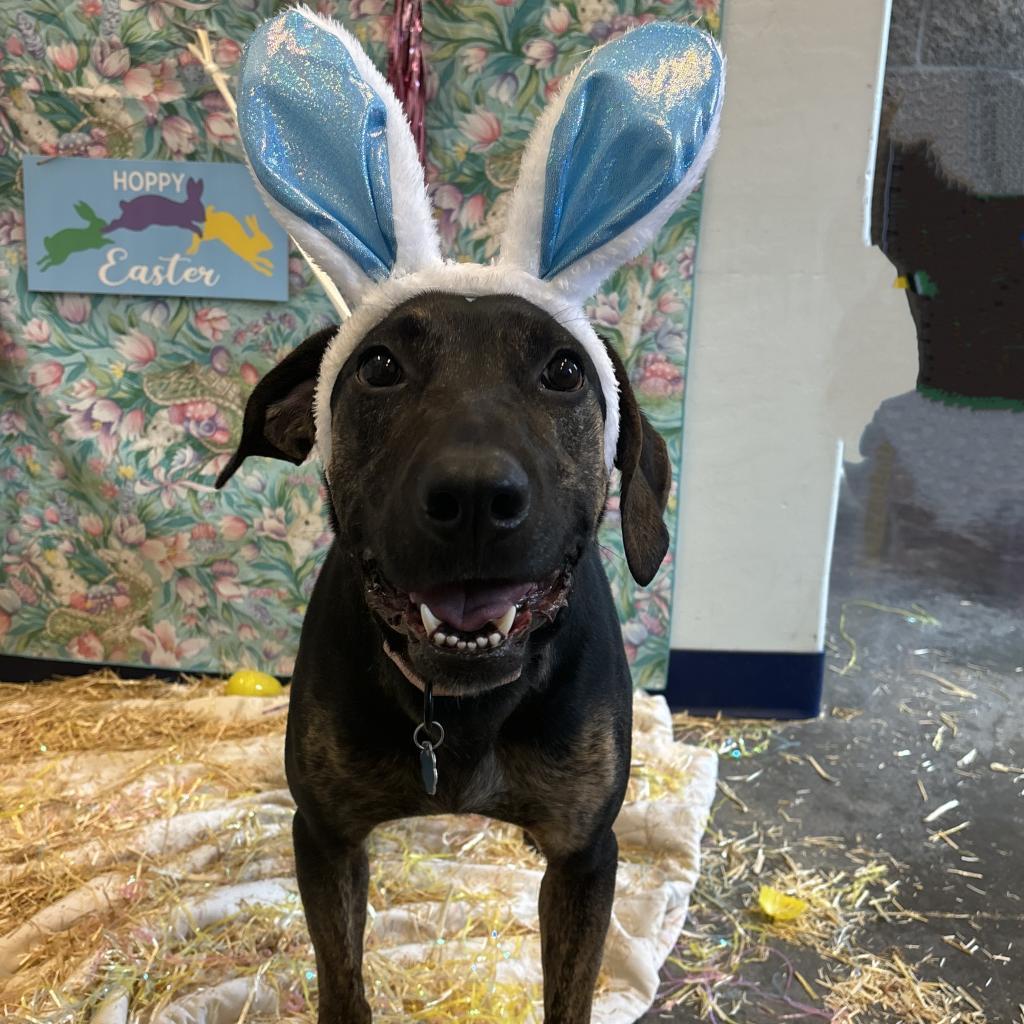 Fido, an adoptable Coonhound, Labrador Retriever in Show Low, AZ, 85901 | Photo Image 2