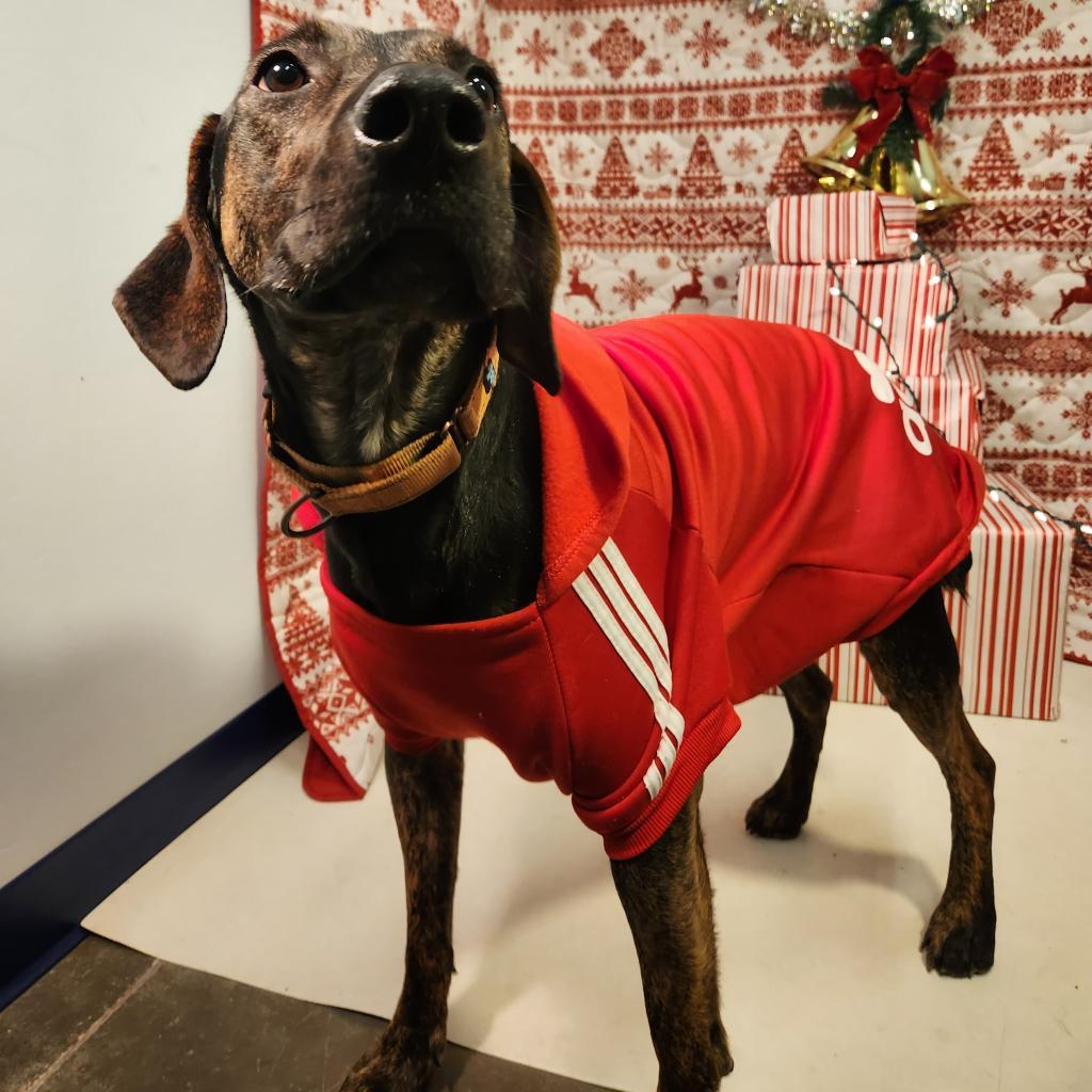 Fido, an adoptable Coonhound, Labrador Retriever in Show Low, AZ, 85901 | Photo Image 3