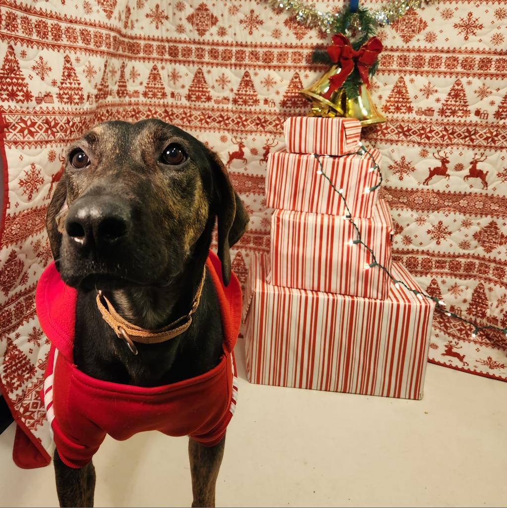 Fido, an adoptable Coonhound, Labrador Retriever in Show Low, AZ, 85901 | Photo Image 4