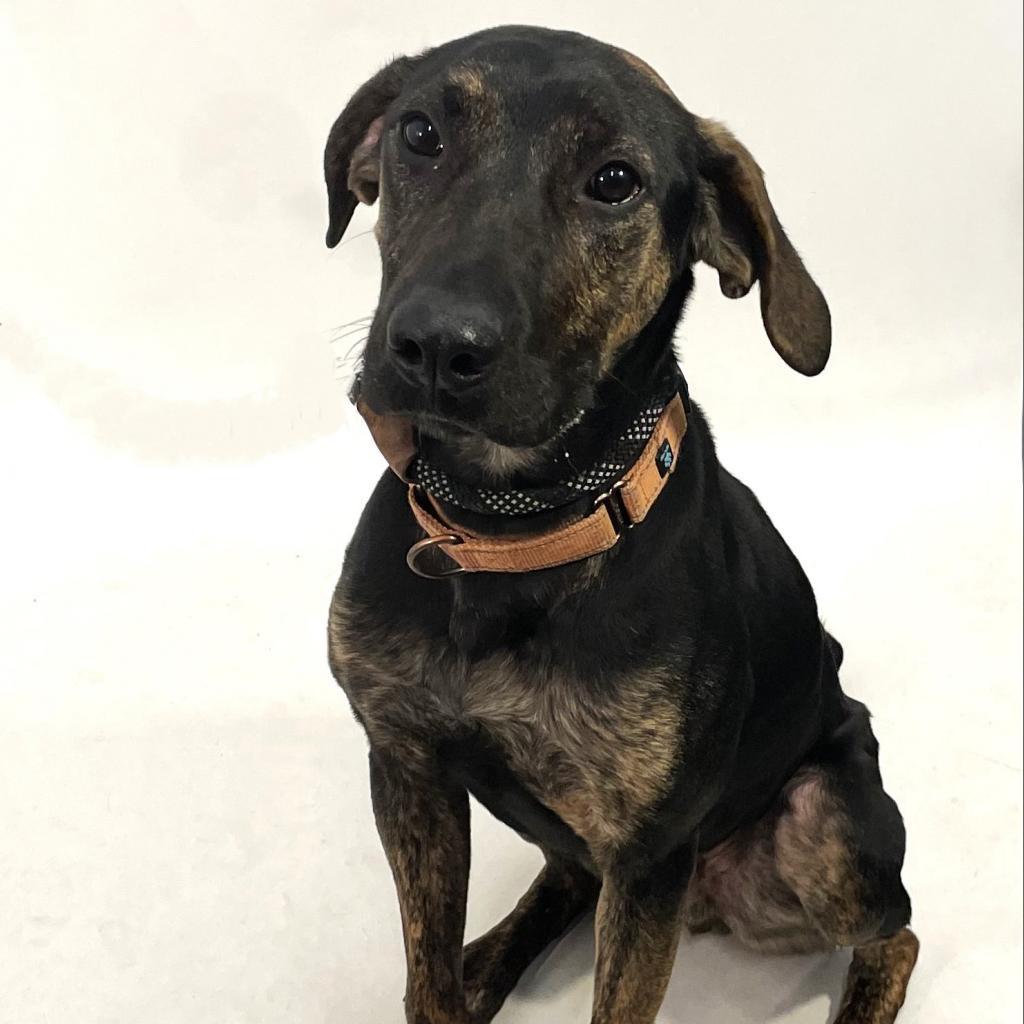 Fido, an adoptable Coonhound, Labrador Retriever in Show Low, AZ, 85901 | Photo Image 5