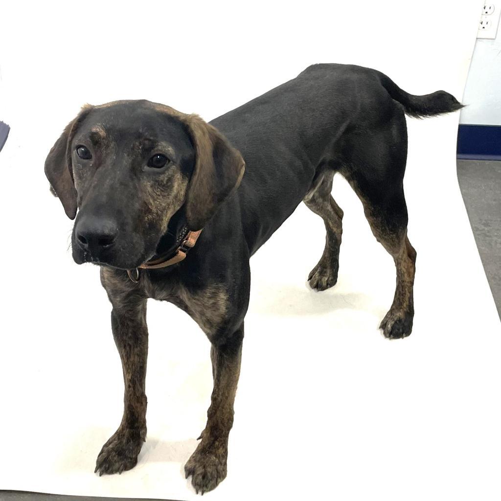 Fido, an adoptable Coonhound, Labrador Retriever in Show Low, AZ, 85901 | Photo Image 6