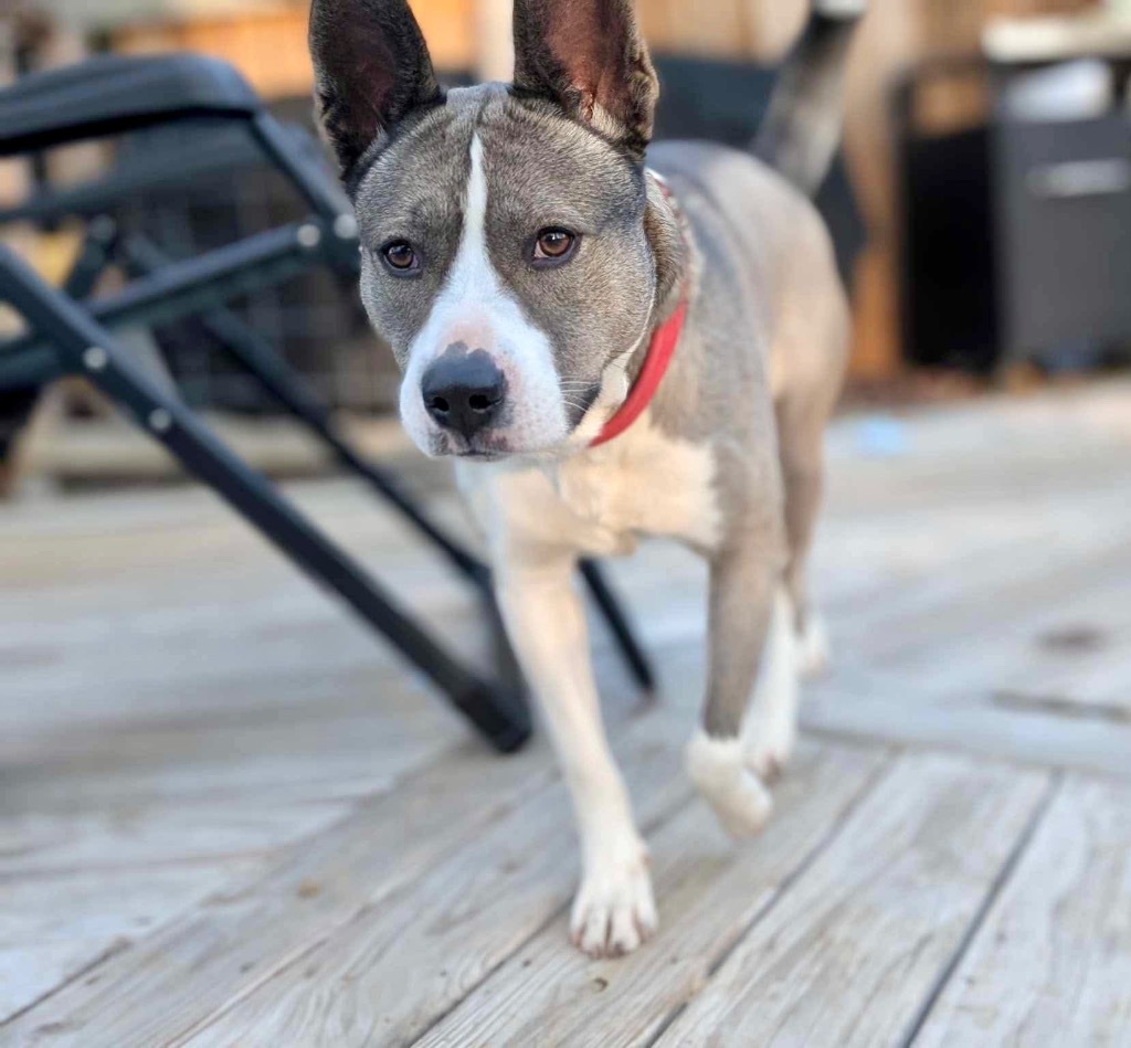 Myra