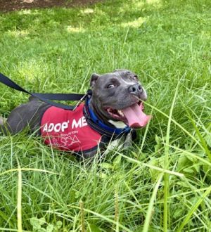 Roo, Adult Female Mixed Breed