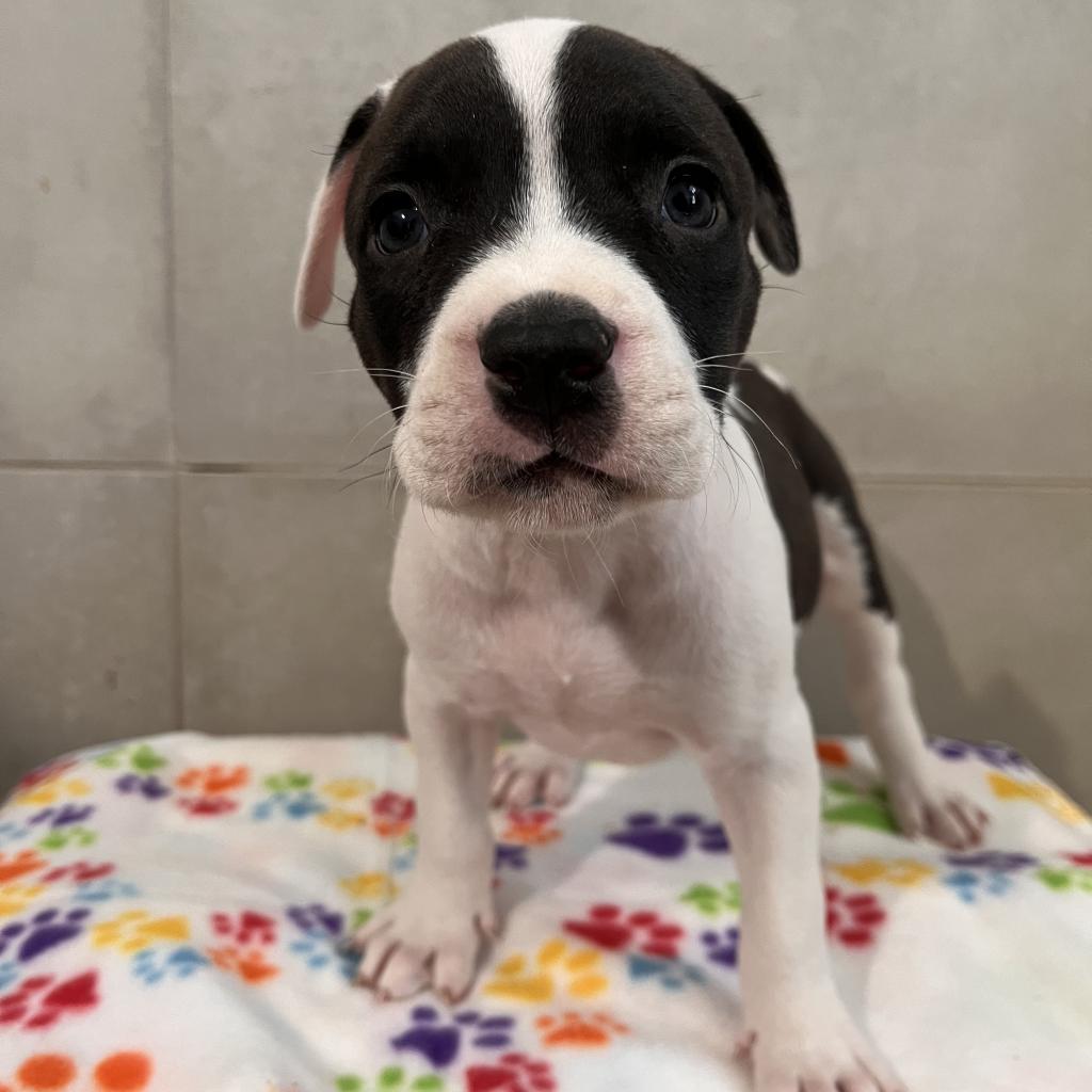 Gemma / Pina