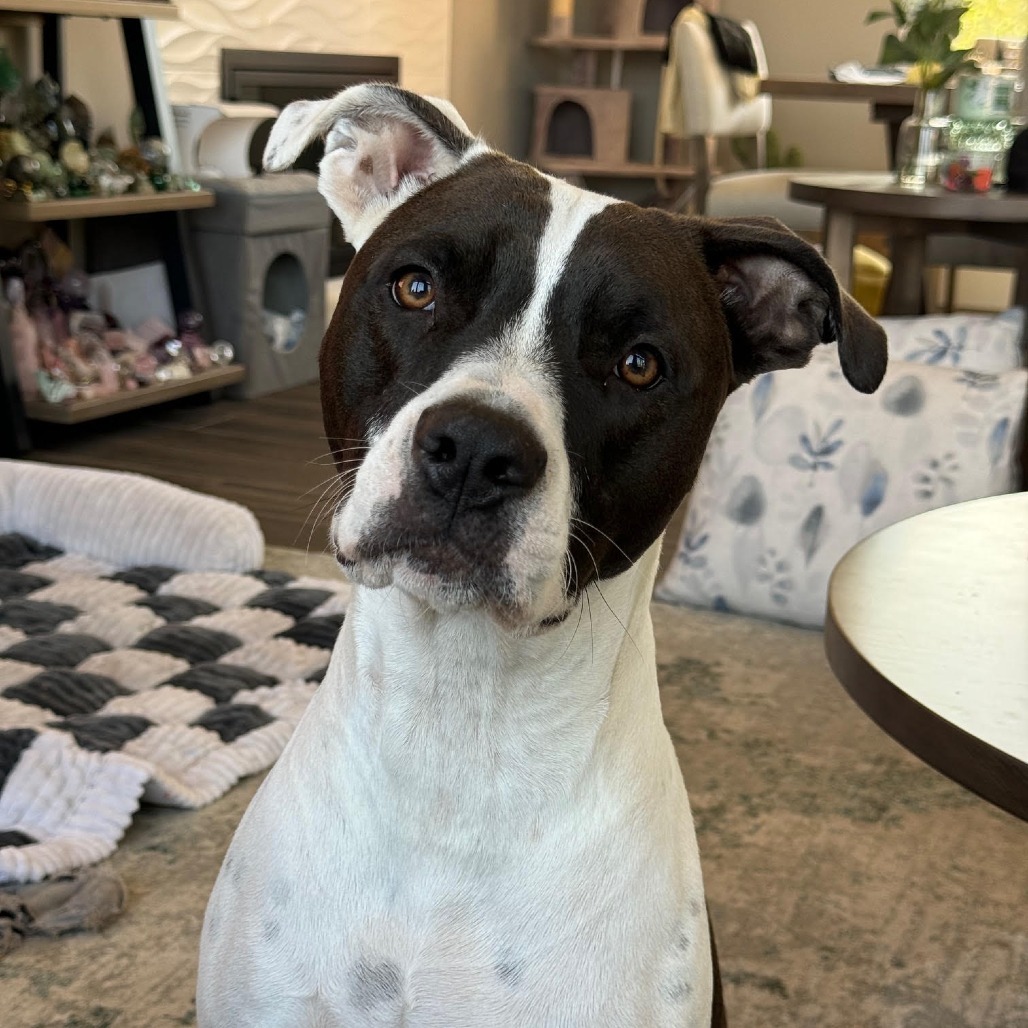 Gemma / Pina
