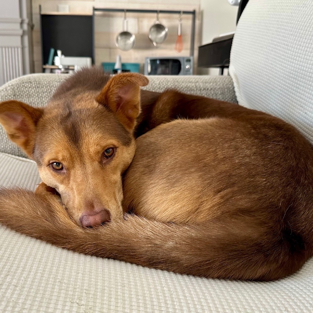 Sammy, an adoptable Husky, Mixed Breed in Buffalo, MN, 55313 | Photo Image 2