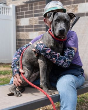 Holler - IN FOSTER Mixed Breed Dog