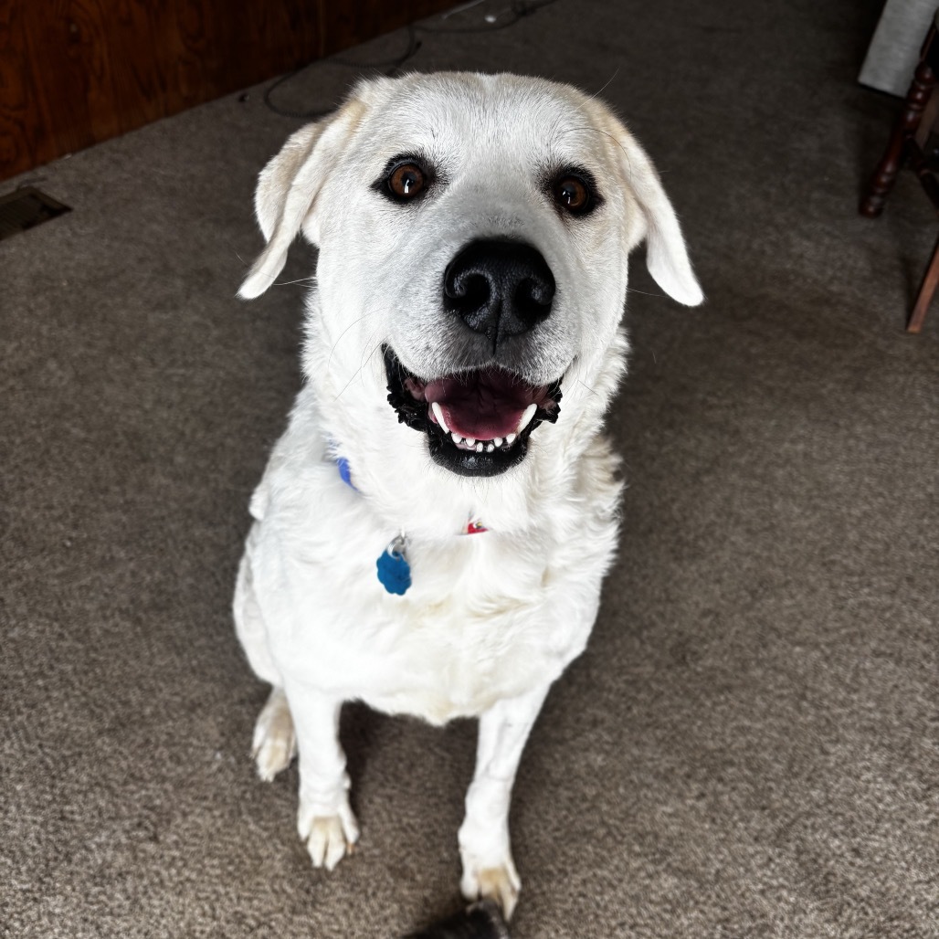 Maggie, an adoptable Akbash, Mixed Breed in Springfield, MO, 65807 | Photo Image 1