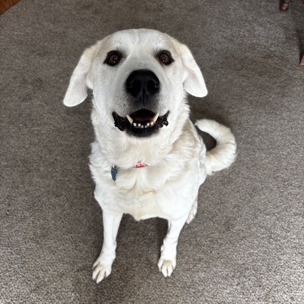 Maggie, an adoptable Akbash, Mixed Breed in Springfield, MO, 65807 | Photo Image 2