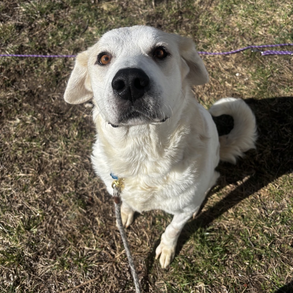 Maggie, an adoptable Akbash, Mixed Breed in Springfield, MO, 65807 | Photo Image 3