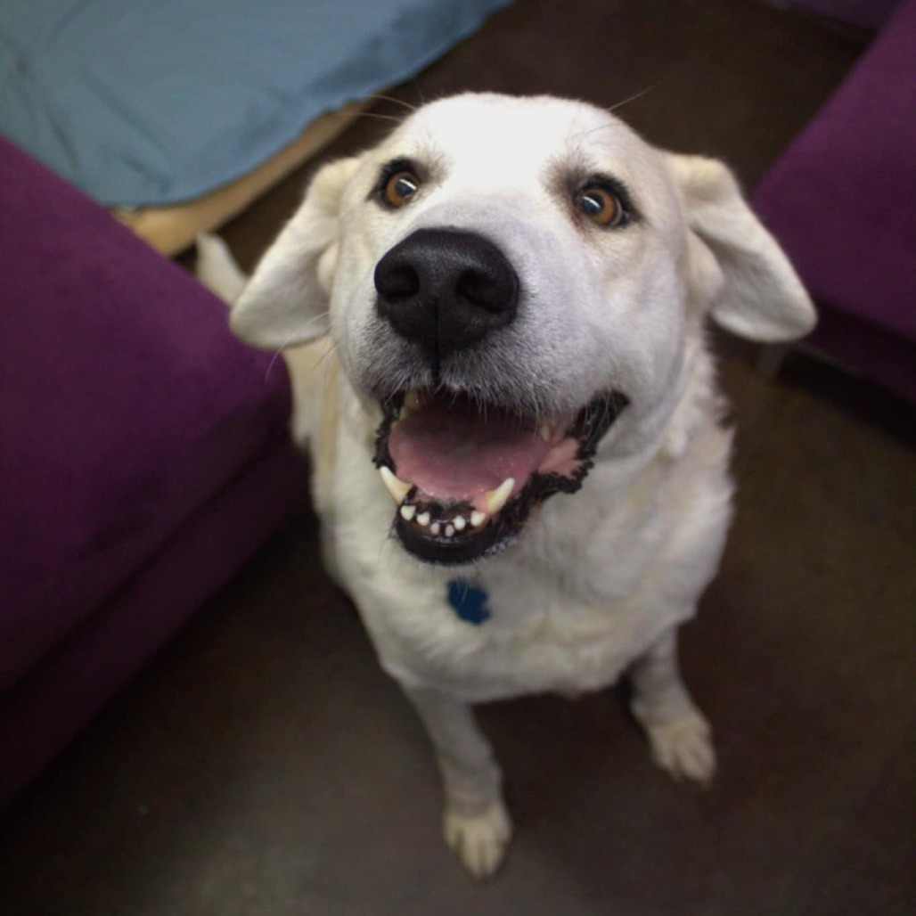 Maggie, an adoptable Akbash, Mixed Breed in Springfield, MO, 65807 | Photo Image 4