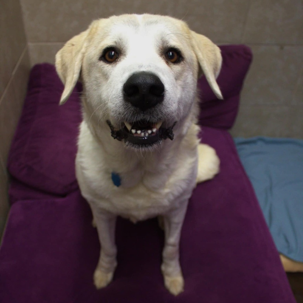 Maggie, an adoptable Akbash, Mixed Breed in Springfield, MO, 65807 | Photo Image 5