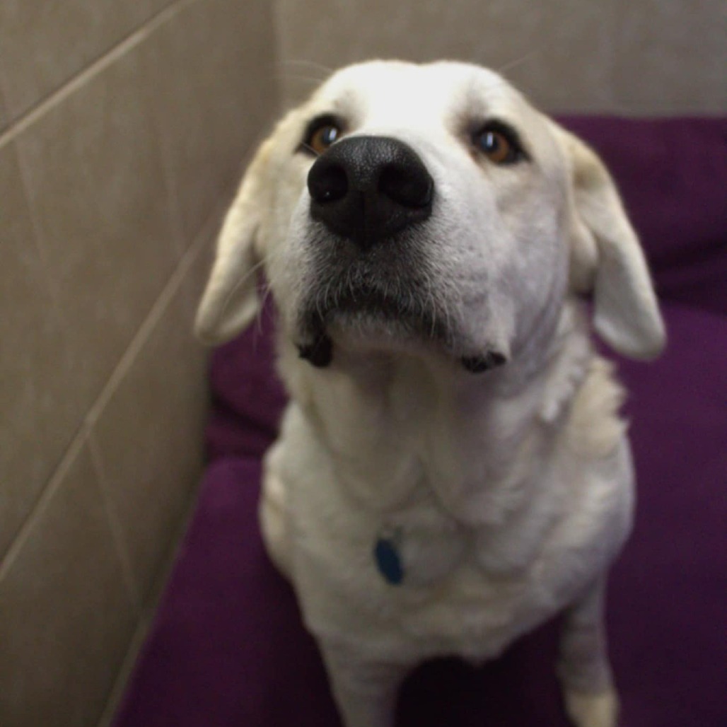 Maggie, an adoptable Akbash, Mixed Breed in Springfield, MO, 65807 | Photo Image 6