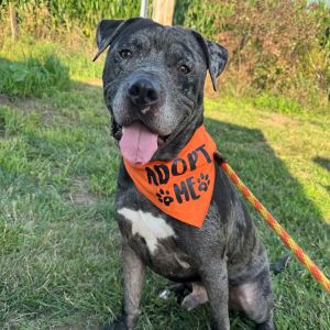 Buddha, Adult Male Pit Bull Terrier