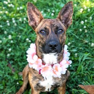 Lucky, Young Female Shepherd