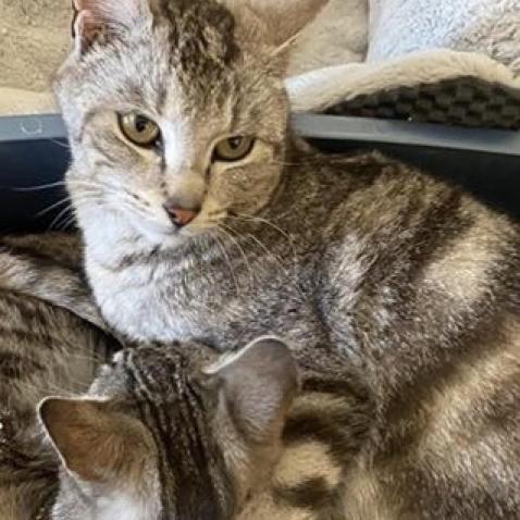 Agatha, an adoptable Domestic Short Hair in Nampa, ID, 83686 | Photo Image 2