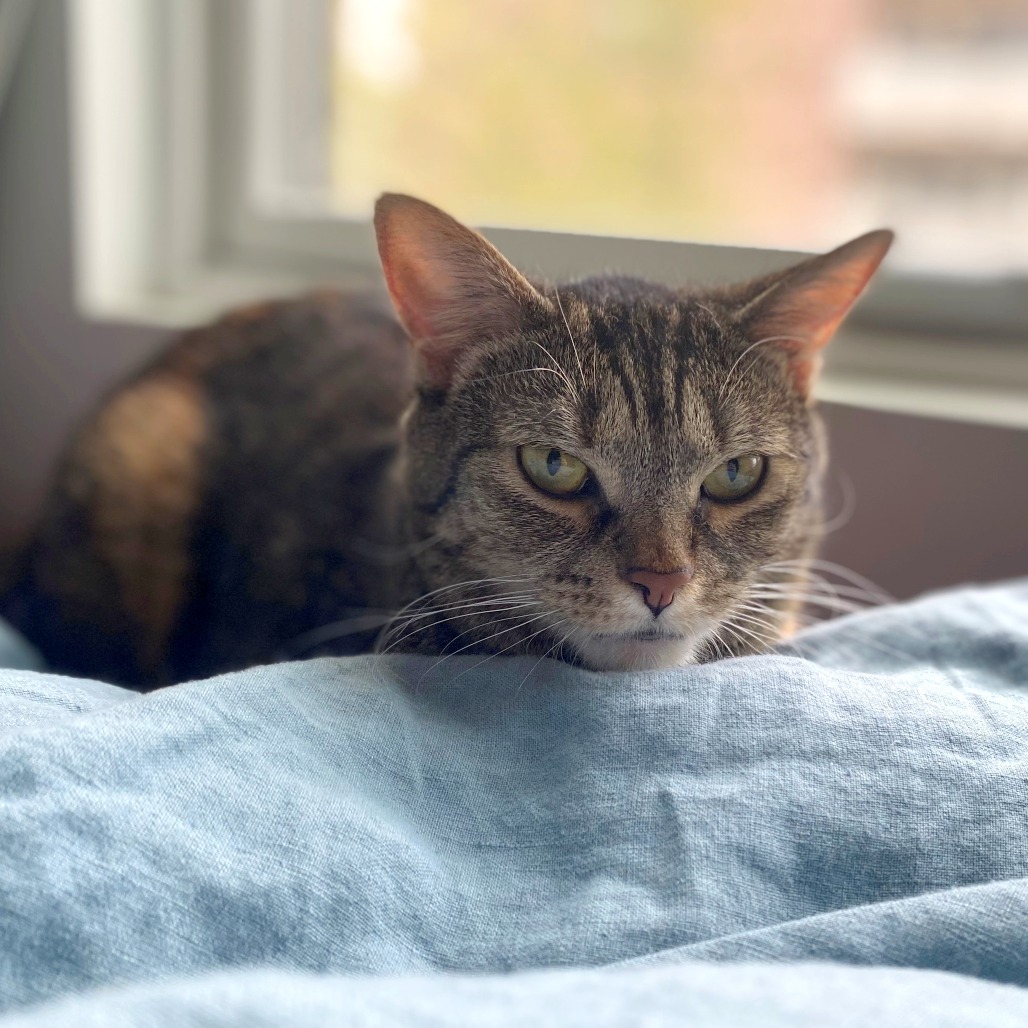 Loki