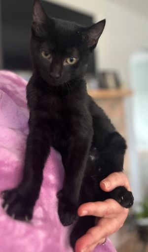 Watson Domestic Short Hair Cat