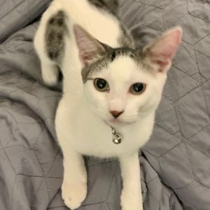 Hermione, Young Female Domestic Short Hair