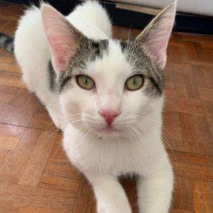 Meet Thomas - a lovable kitten with a heart of gold and a sweet story of growth