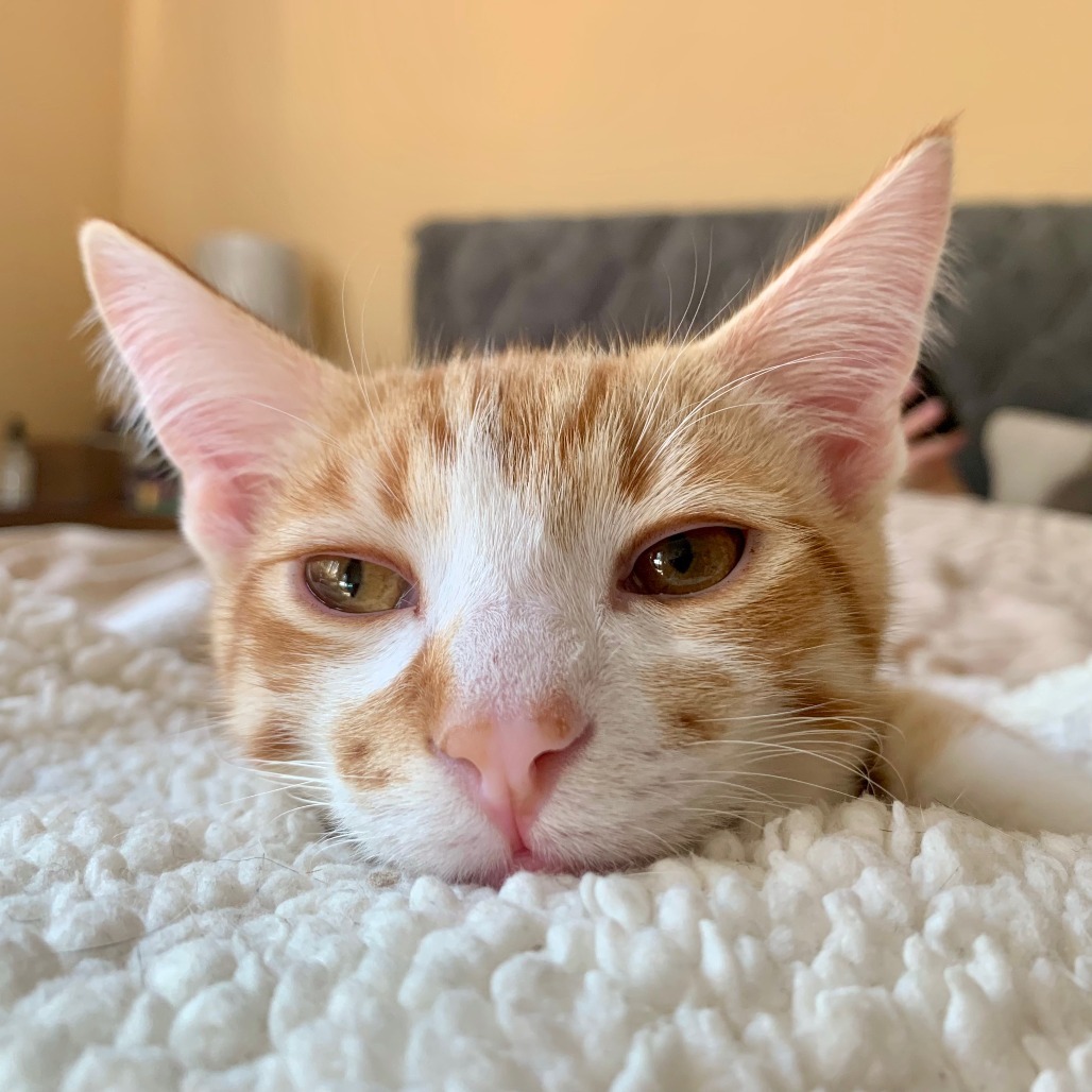 Wallace