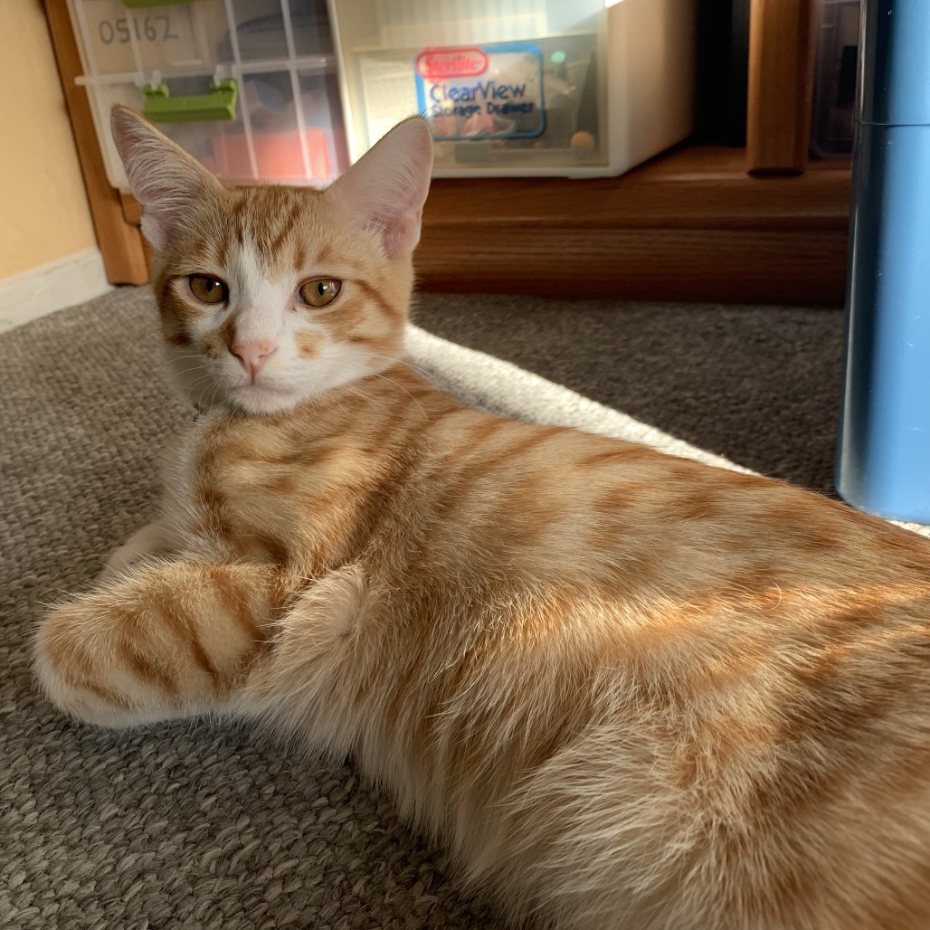 Wallace