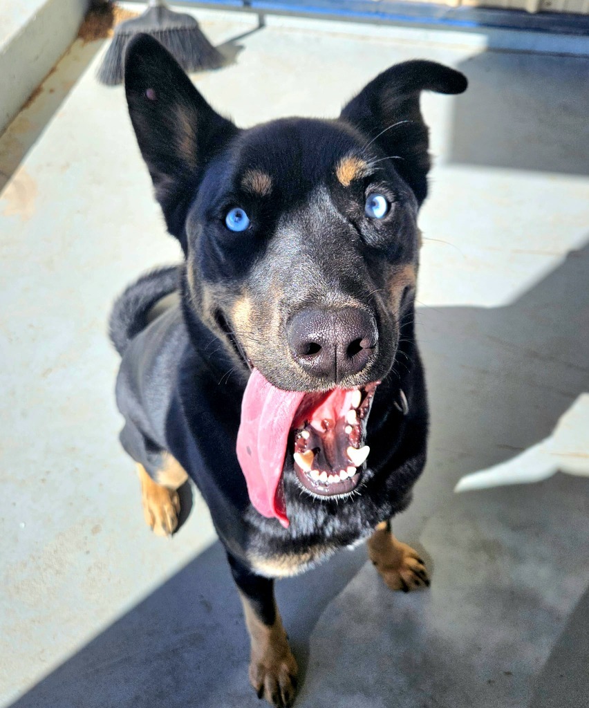 Kai, an adoptable German Shepherd Dog, Husky in Pratt, KS, 67124 | Photo Image 1