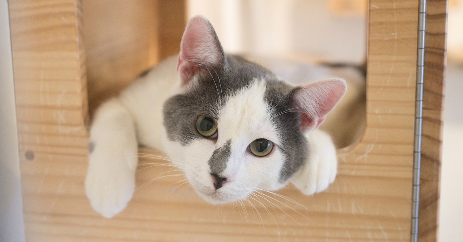 Snoopy (bonded with Odie)