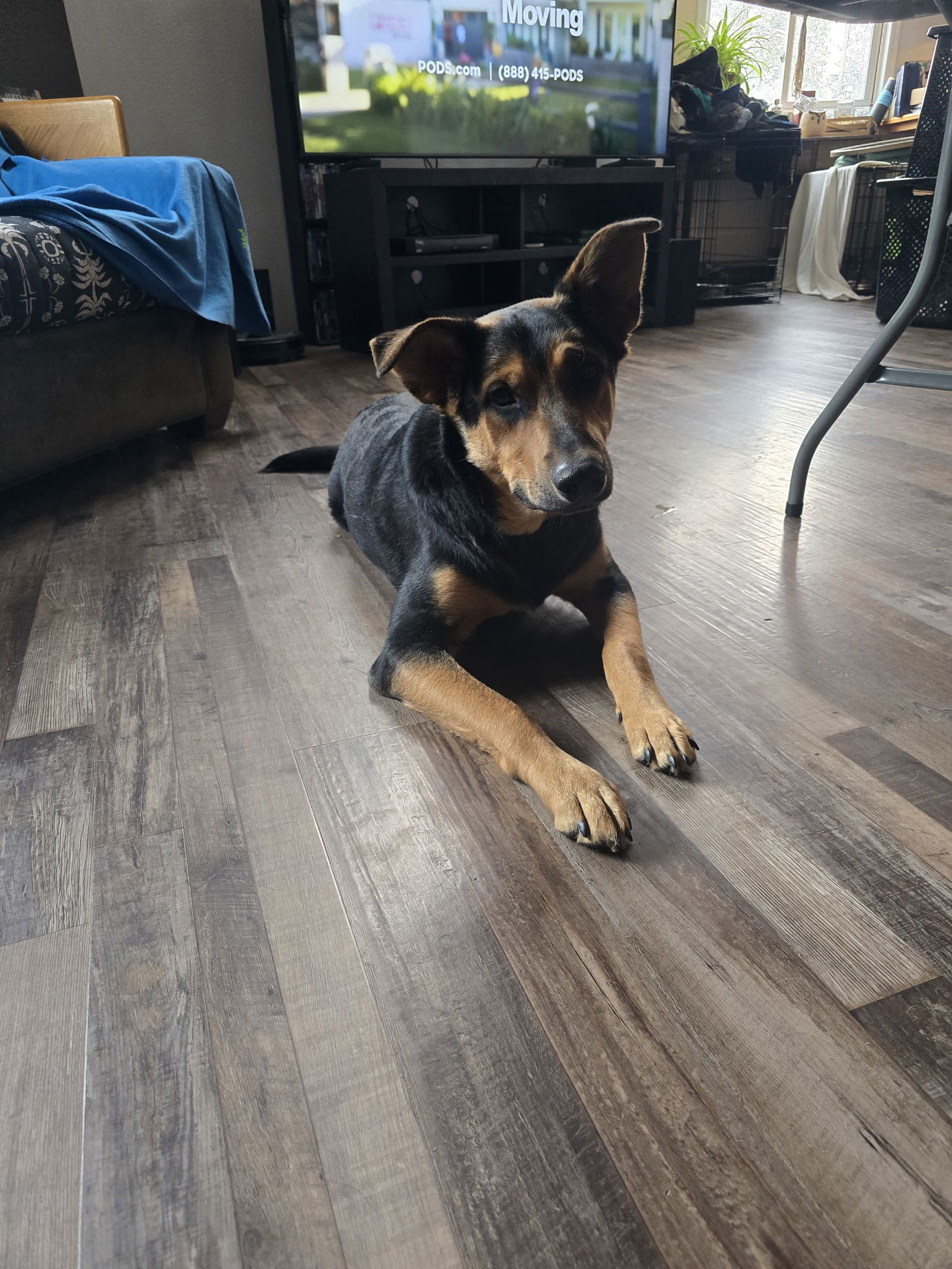 Buddy