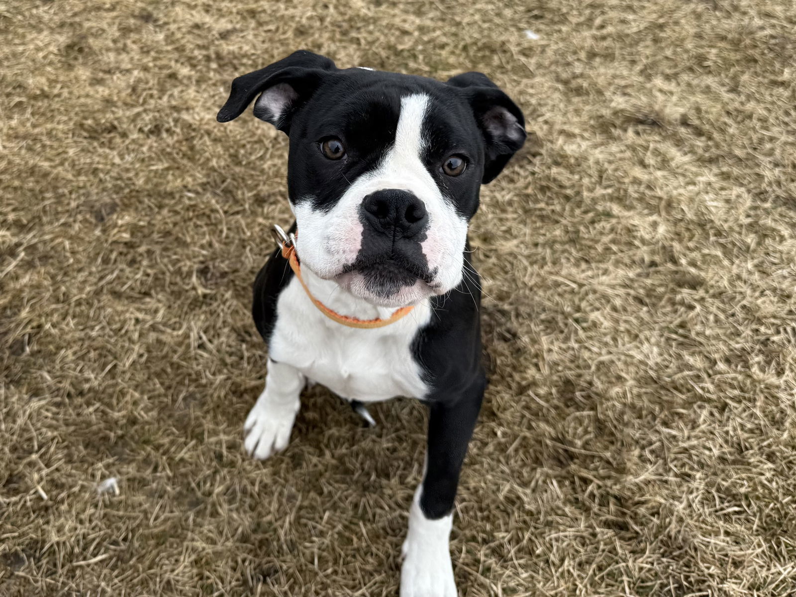 Cheeto, an adoptable Boxer in Polson, MT, 59860 | Photo Image 1