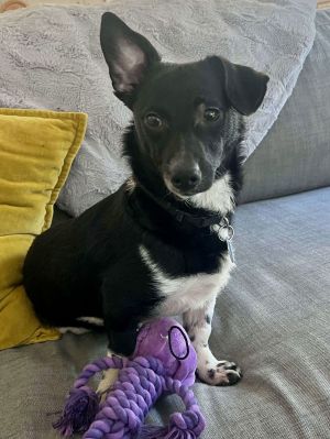 Archie is about 12 pounds and 2 years old He came in with a bunch of other dogs from the
