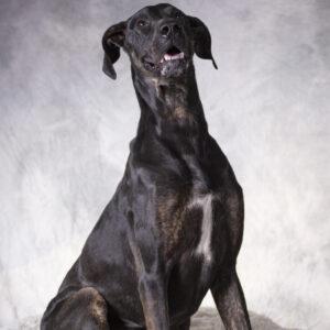 Dog for adoption - Keeli, a Great Dane Mix in Dillon, MT | Petfinder