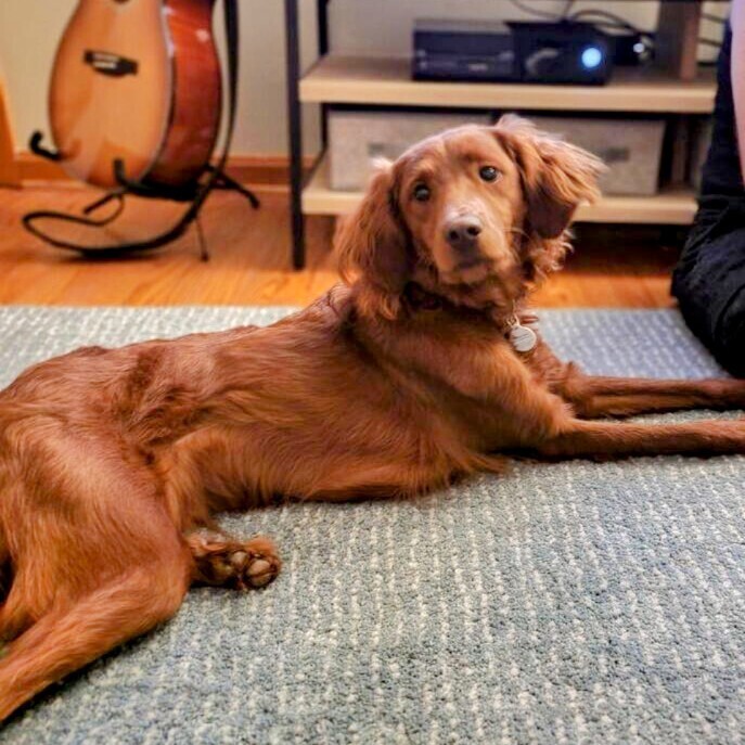Tater (Tot), an adoptable Goldendoodle in Louisville, KY, 40206 | Photo Image 1