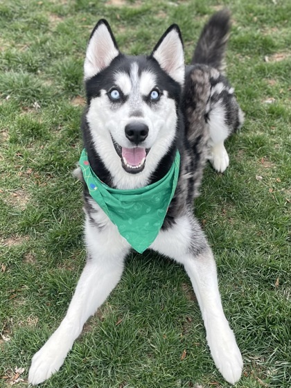 Jester, an adoptable Siberian Husky, Mixed Breed in Caldwell, ID, 83607 | Photo Image 1