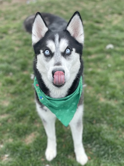 Jester