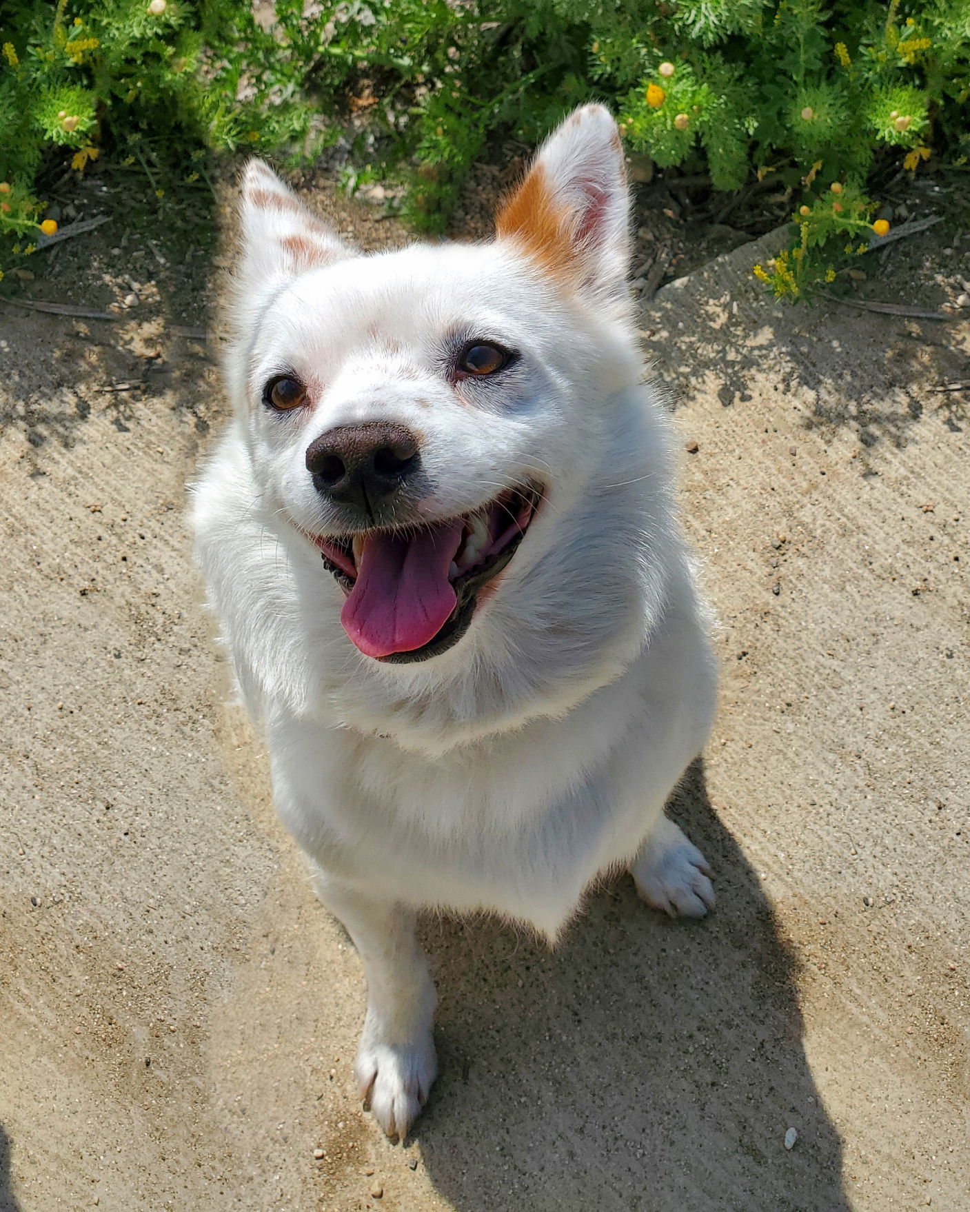 Miles, an adoptable Spaniel in Corona, CA, 92883 | Photo Image 1