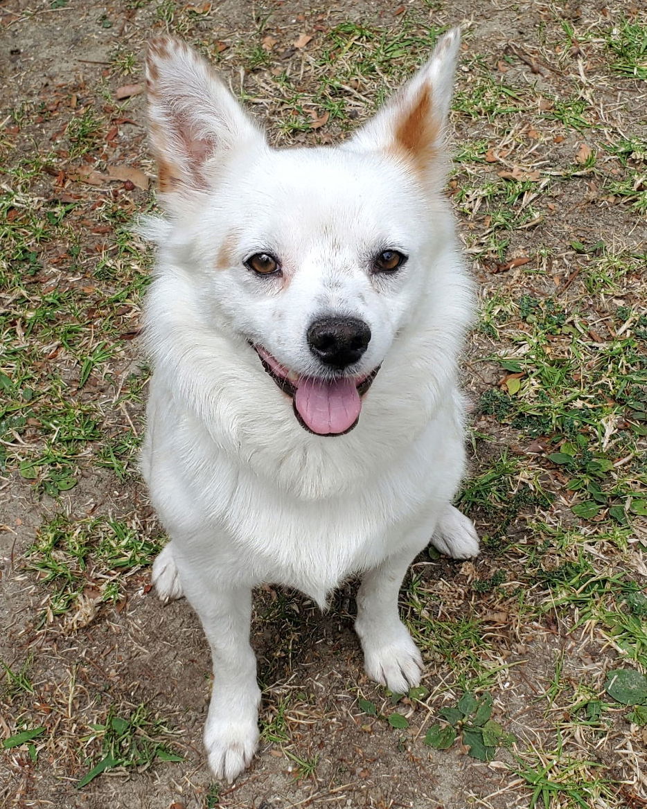 Miles, an adoptable Spaniel in Corona, CA, 92883 | Photo Image 1