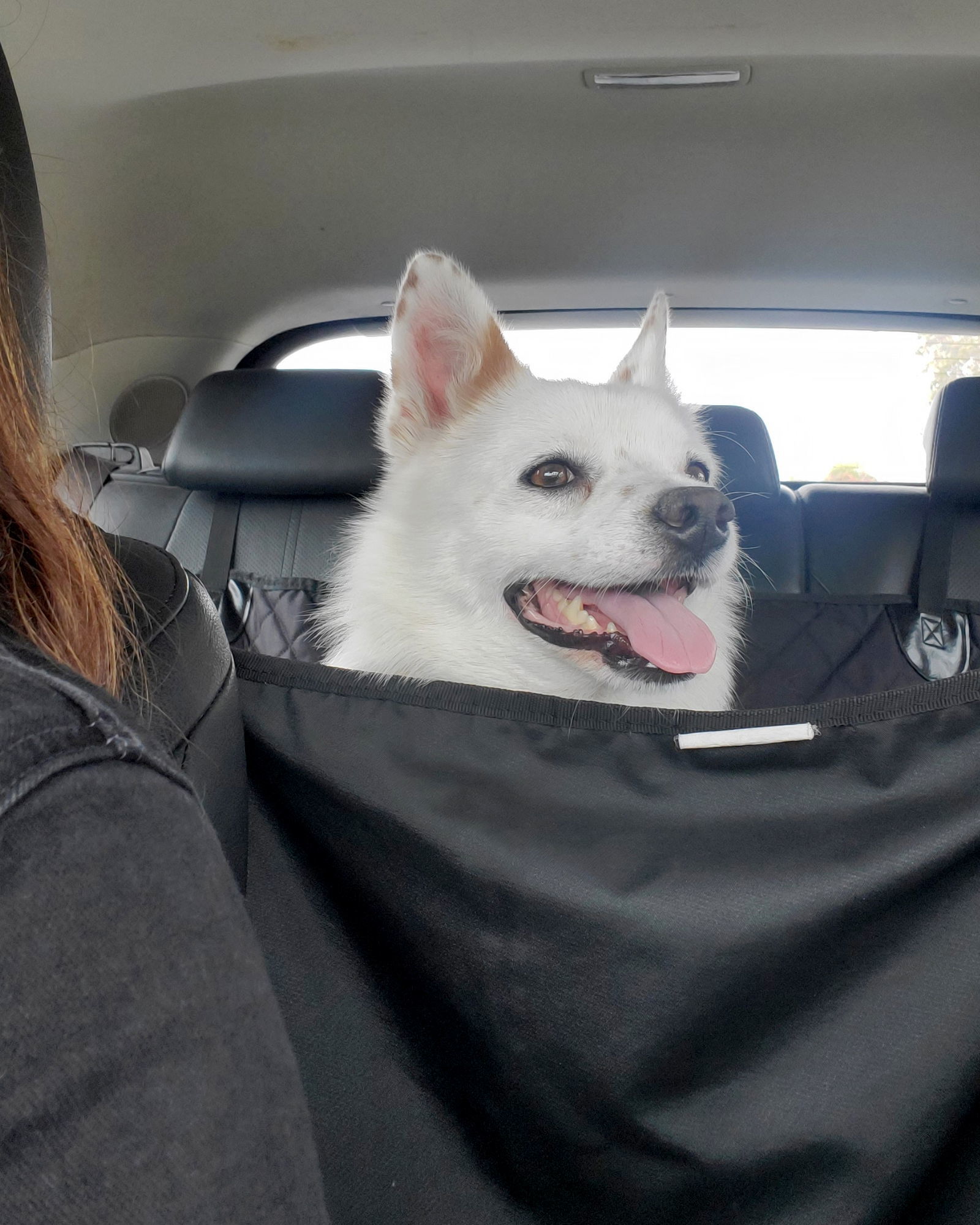 Miles, an adoptable Spaniel in Corona, CA, 92883 | Photo Image 3