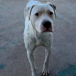 Willy, Adult Male Pit Bull Terrier