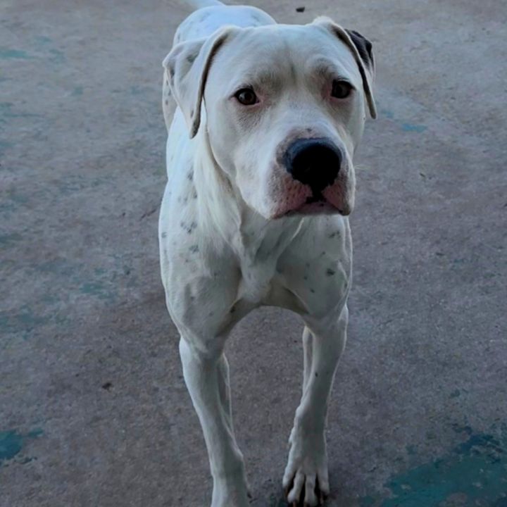 Willy 5