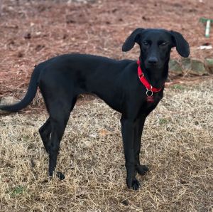 Meet Mandible an adorable 10-month-old LabGolden Retriever mix with a gentle spirit and so much 