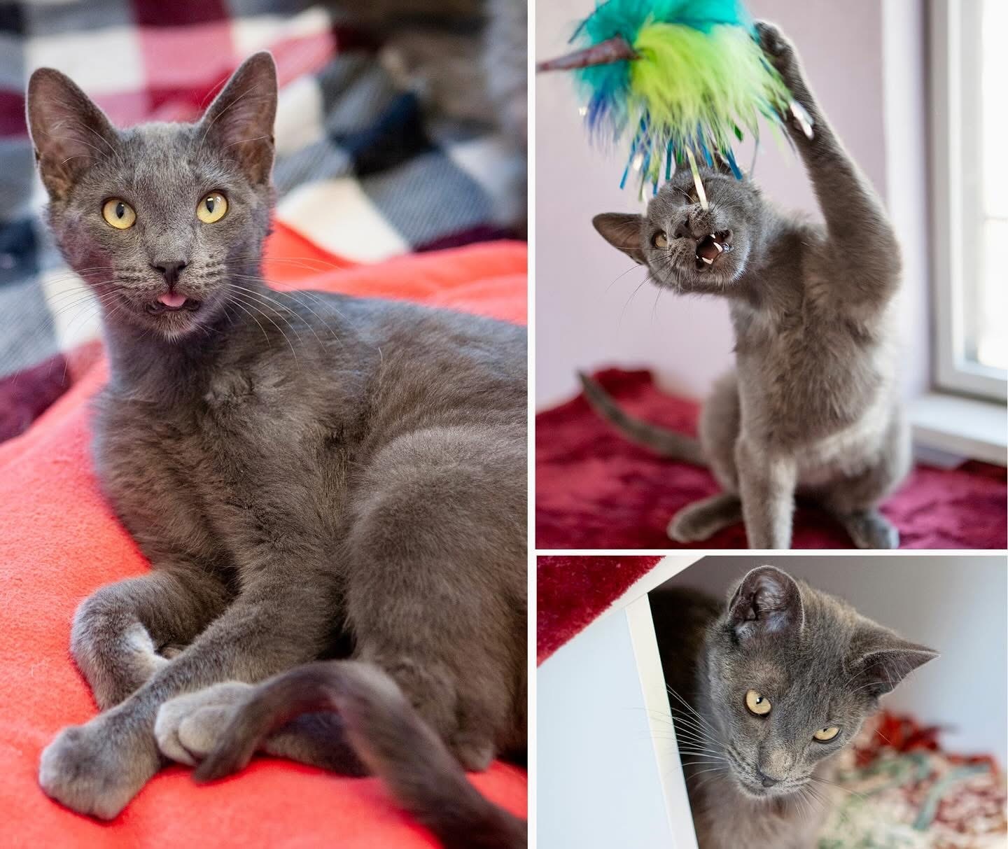 Roll, an adoptable Domestic Short Hair in Lakewood, CO, 80215 | Photo Image 1