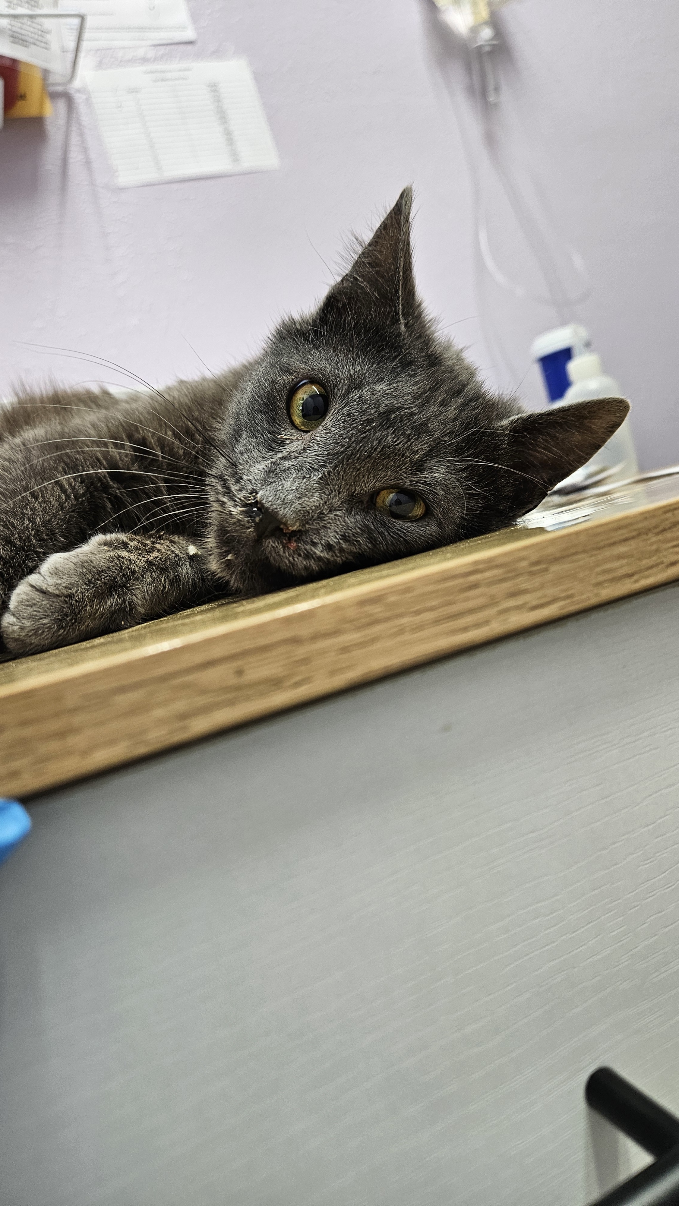 Roll, an adoptable Domestic Short Hair in Lakewood, CO, 80215 | Photo Image 2